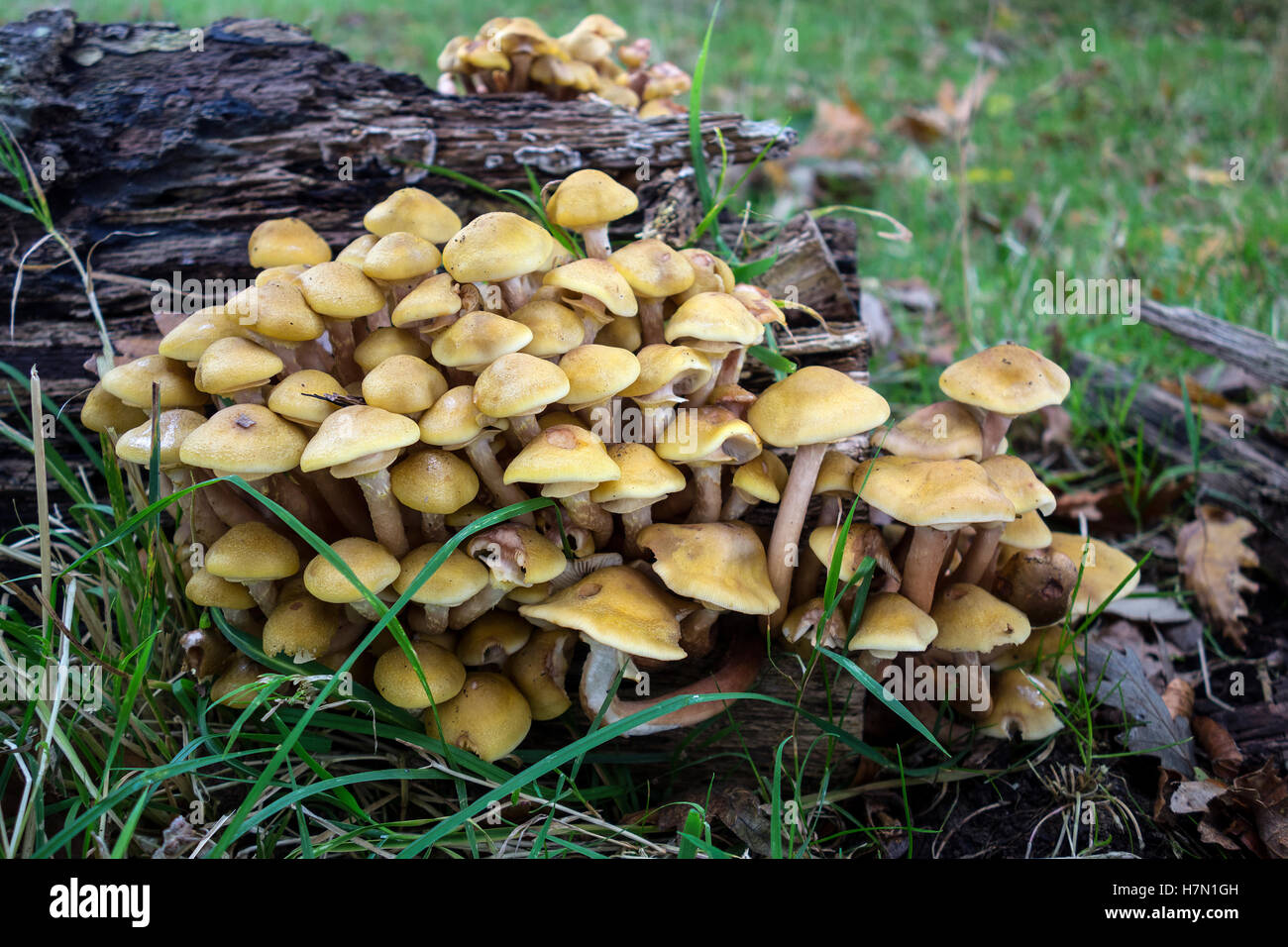 Sulpher Tufts Hypholema Fasciculare fungi growing on a rotting fallen tree. Stock Photo