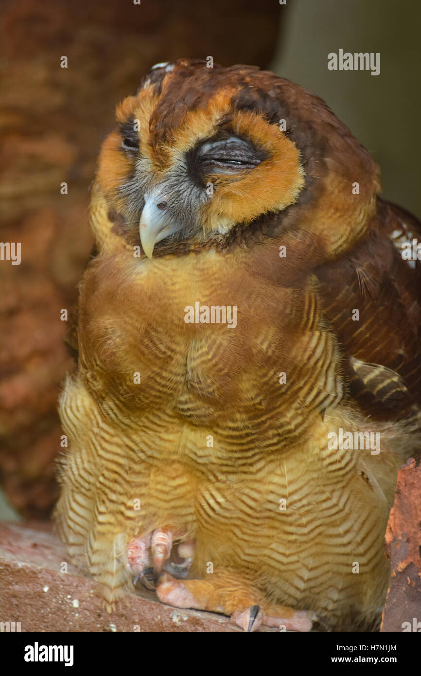 Inside view of Kuala Lumpur Bird Park, Malaysia Stock Photo