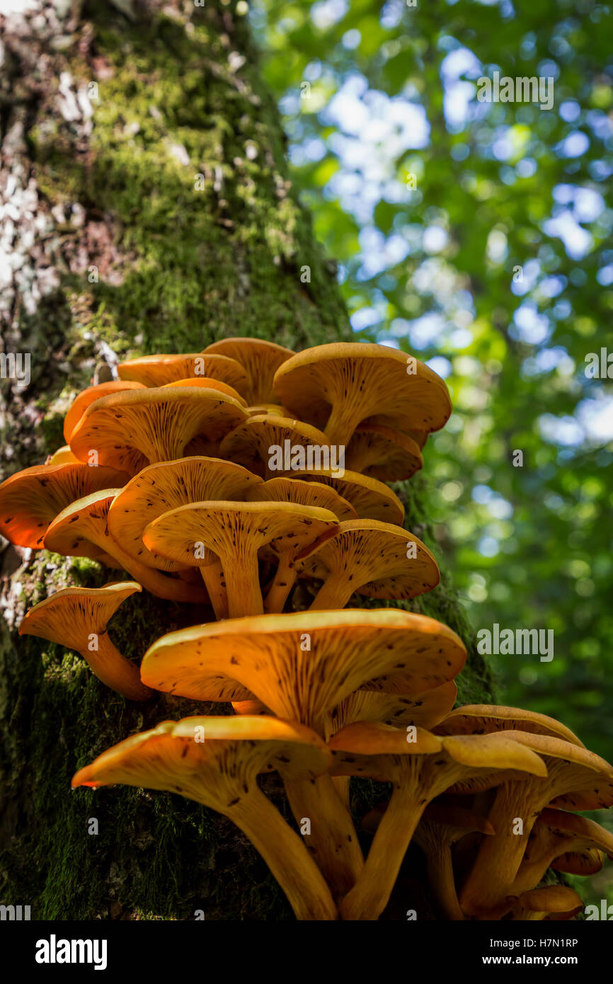 Ringless Honey Fungus (Armillaria tabescens) on the oak trunk of tree ...