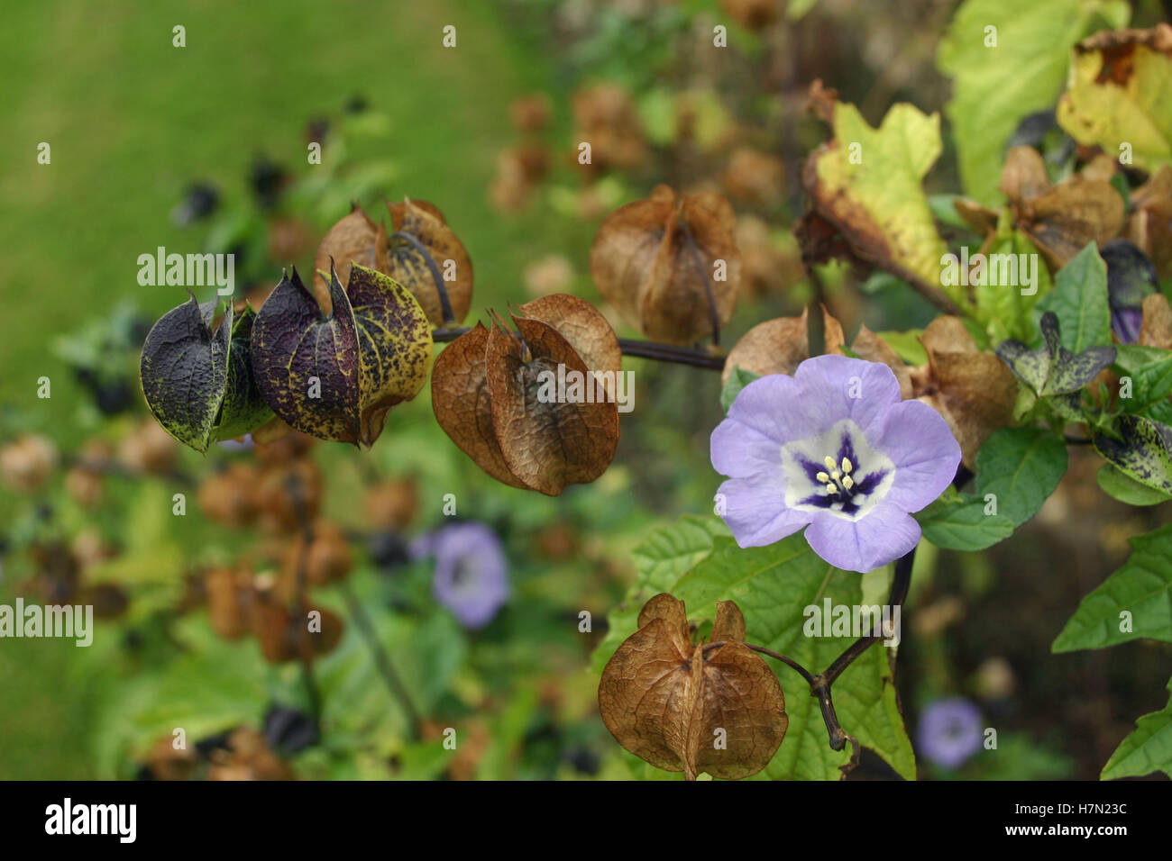 Shoofly plant, Nicandra physalodes, flowers with older flowers forming Chinese style lanterns with a background of leaves. Stock Photo