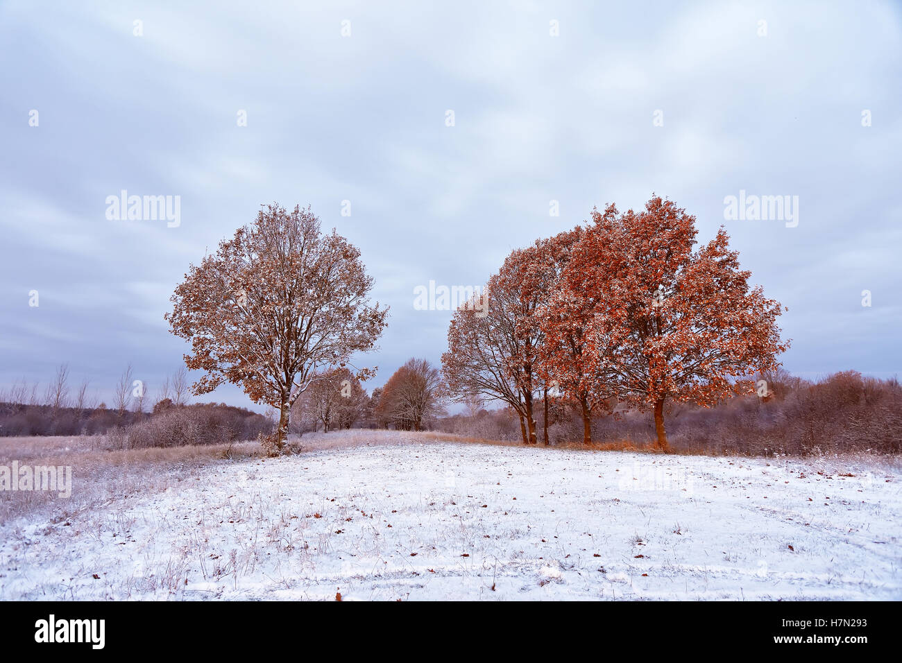 First snow in the autumn forest. Fall colors on the trees. Belarus autumn Landscape Stock Photo