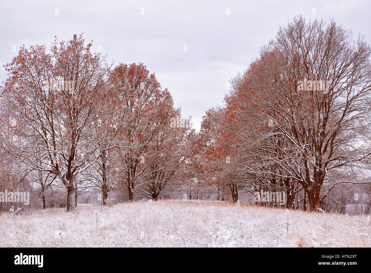 First snow in the autumn park. Fall colors on the trees. Belarus autumn Landscape Stock Photo