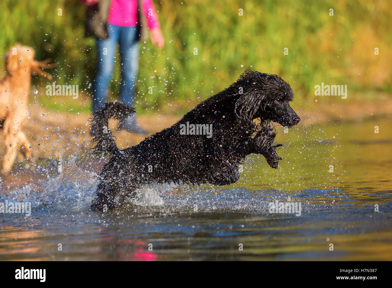royal poodle jumping for a ball in a lake Stock Photo - Alamy