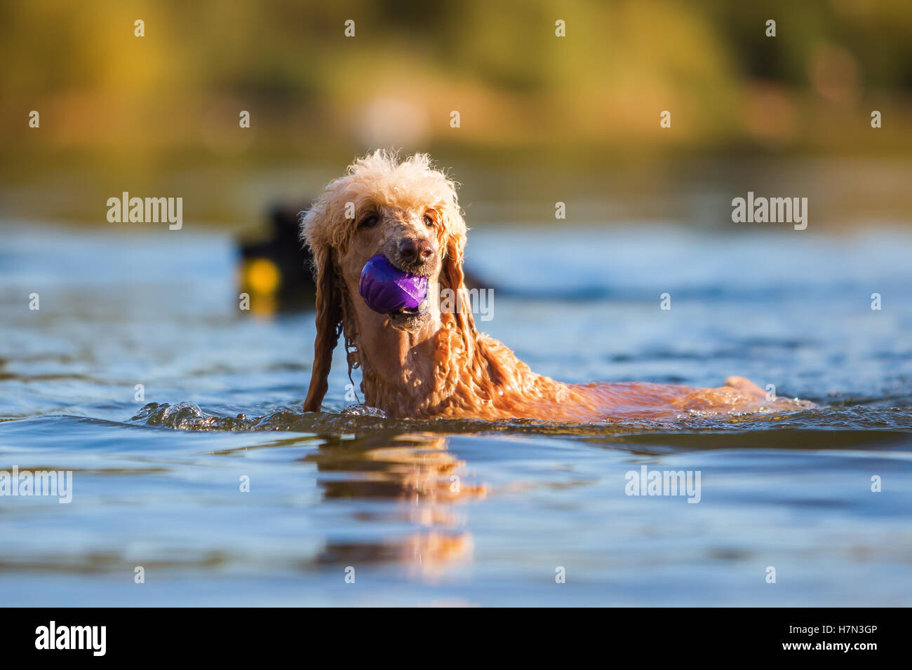 royal poodle retrieves a ball in a lake Stock Photo - Alamy