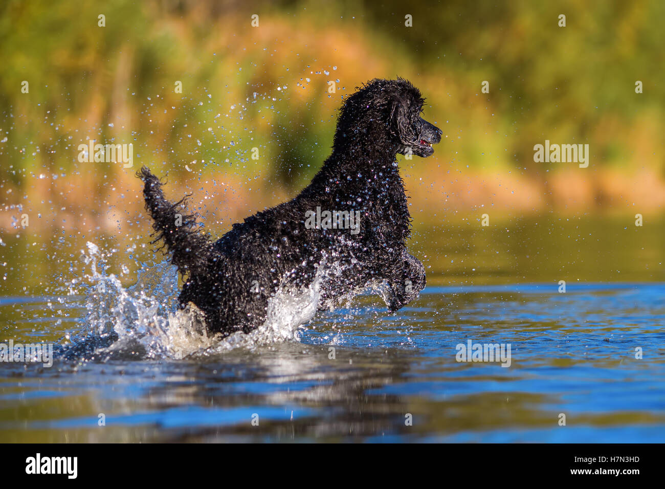 royal poodle jumps in the water of a lake Stock Photo