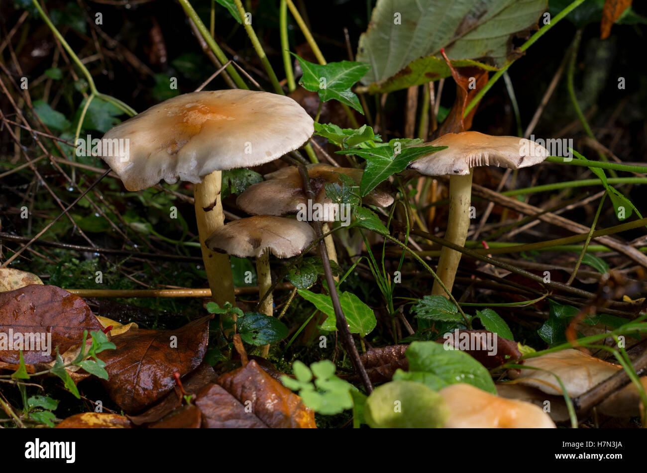 Fungi growing on a forest floor Stock Photo - Alamy