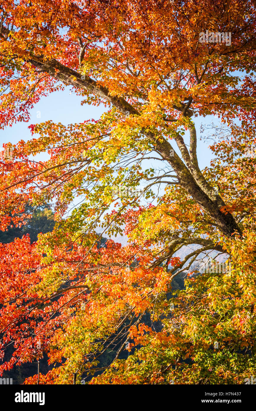 Vibrant Fall color on display at Vogel State Park in the Blue Ridge Mountains near Blairsville, Georgia, USA. Stock Photo