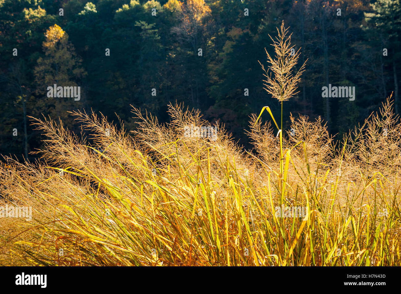 Tall grass backlit by the sun in North Georgia's Blue Ridge Mountains at Vogel State Park in the Chattahoochee National Forest. Stock Photo