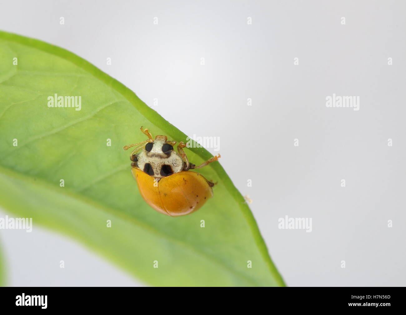 Yellow ladybird with black spots underneath a leaf Stock Photo Alamy