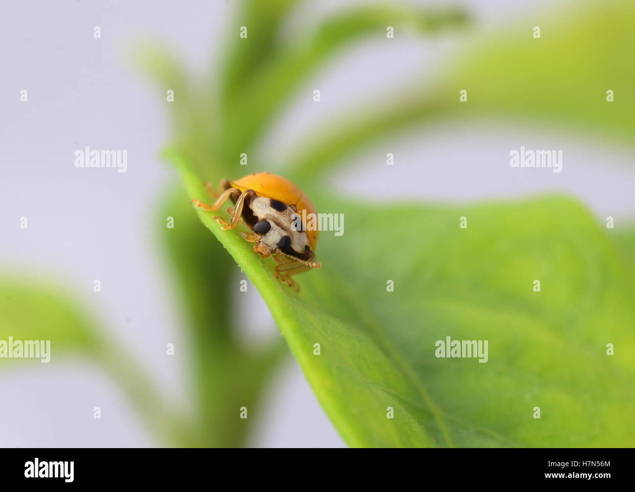 Yellow ladybird with black spots on a leaf Stock Photo Alamy