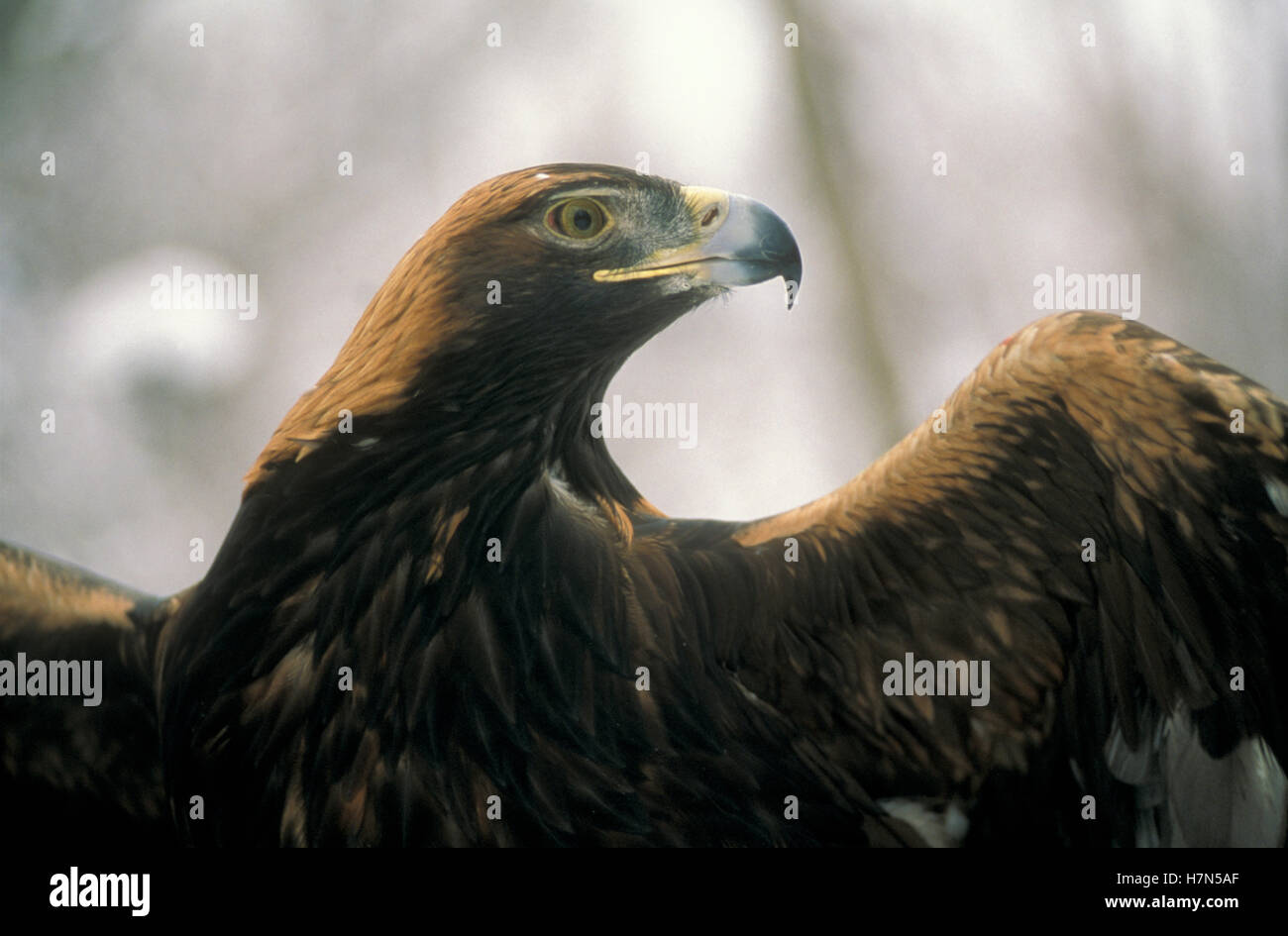 Golden Eagle (Aquila chrysaetos) portrait with wings spread, North