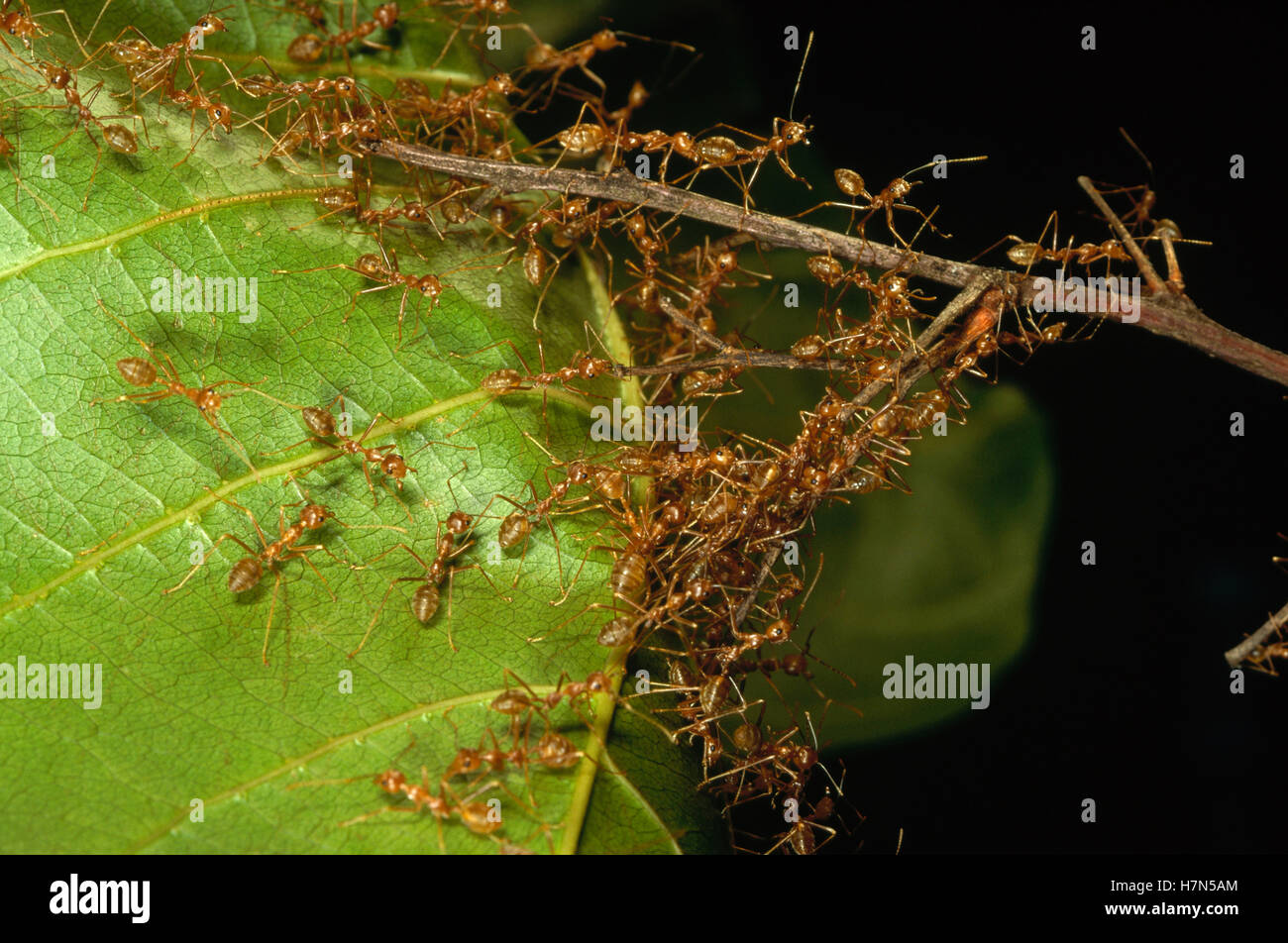 Weaver Ant (Oecophylla longinoda) colony climbing over leaves to reach ...