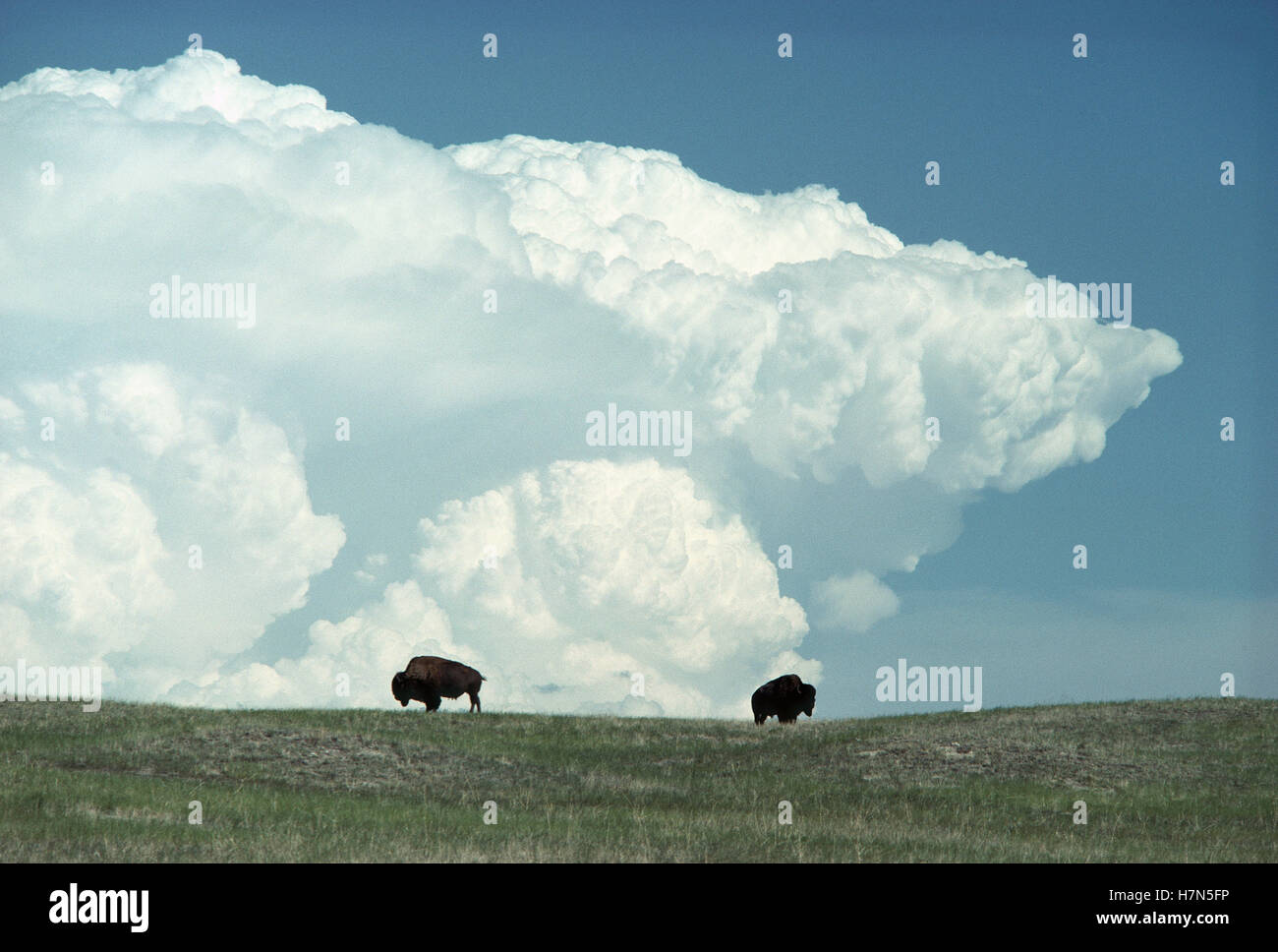 American Bison (Bison bison) pair grazing on prairie under an anvil