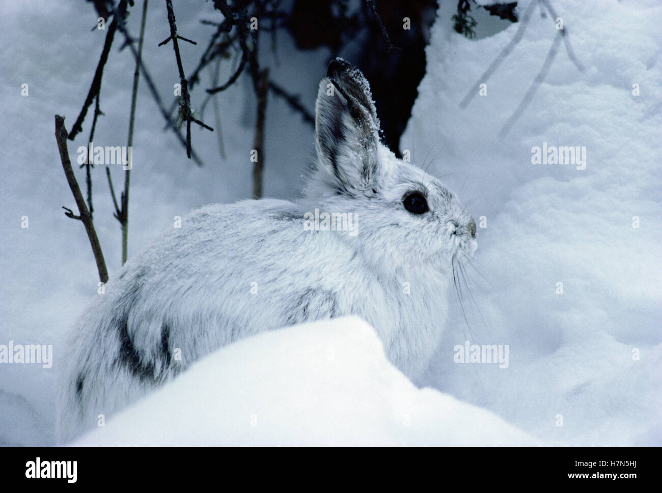 Snowshoe Hare (Lepus americanus) camouflaged in snow, Minnesota Stock Photo Alamy