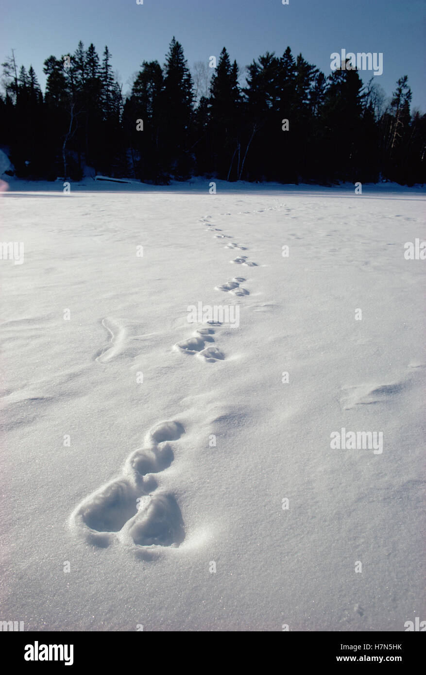 Snowshoe Hare (Lepus americanus) tracks in snow, Minnesota Stock Photo