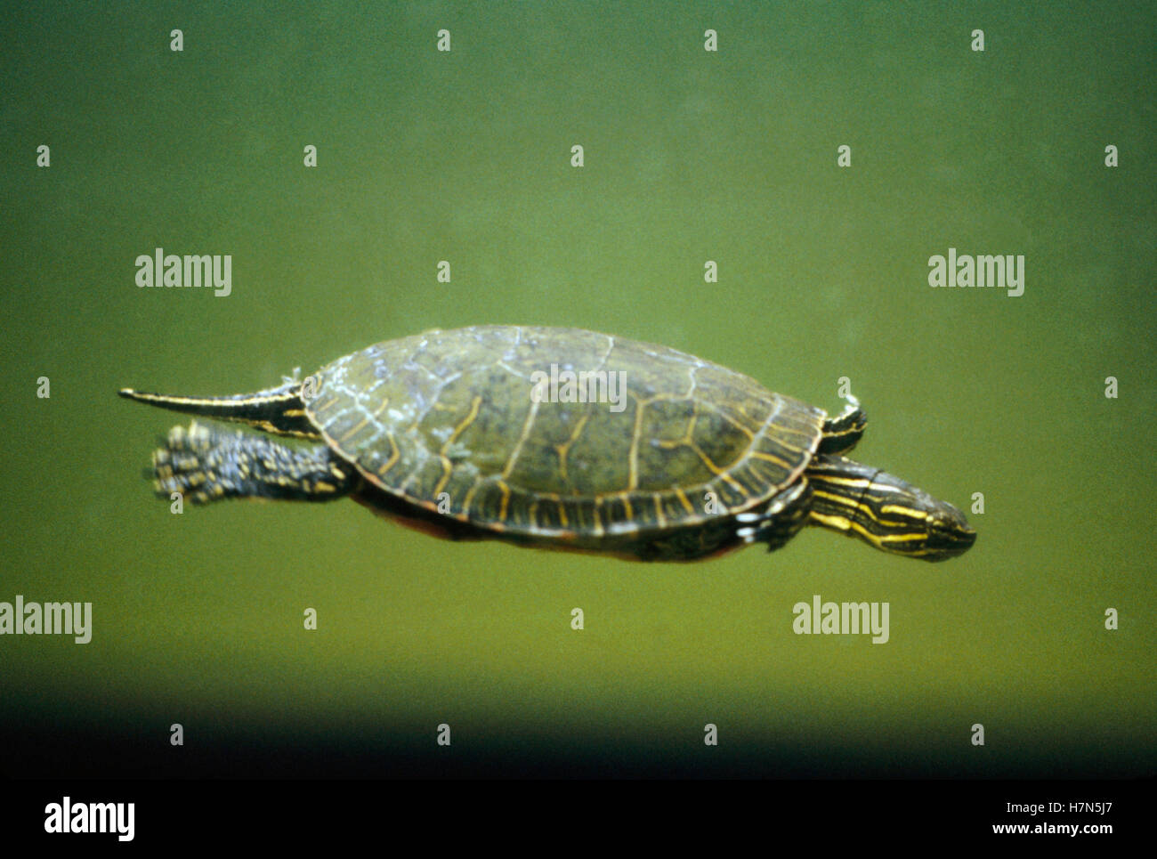 Painted Turtle (Chrysemys picta) swimming underwater, Minnesota Stock