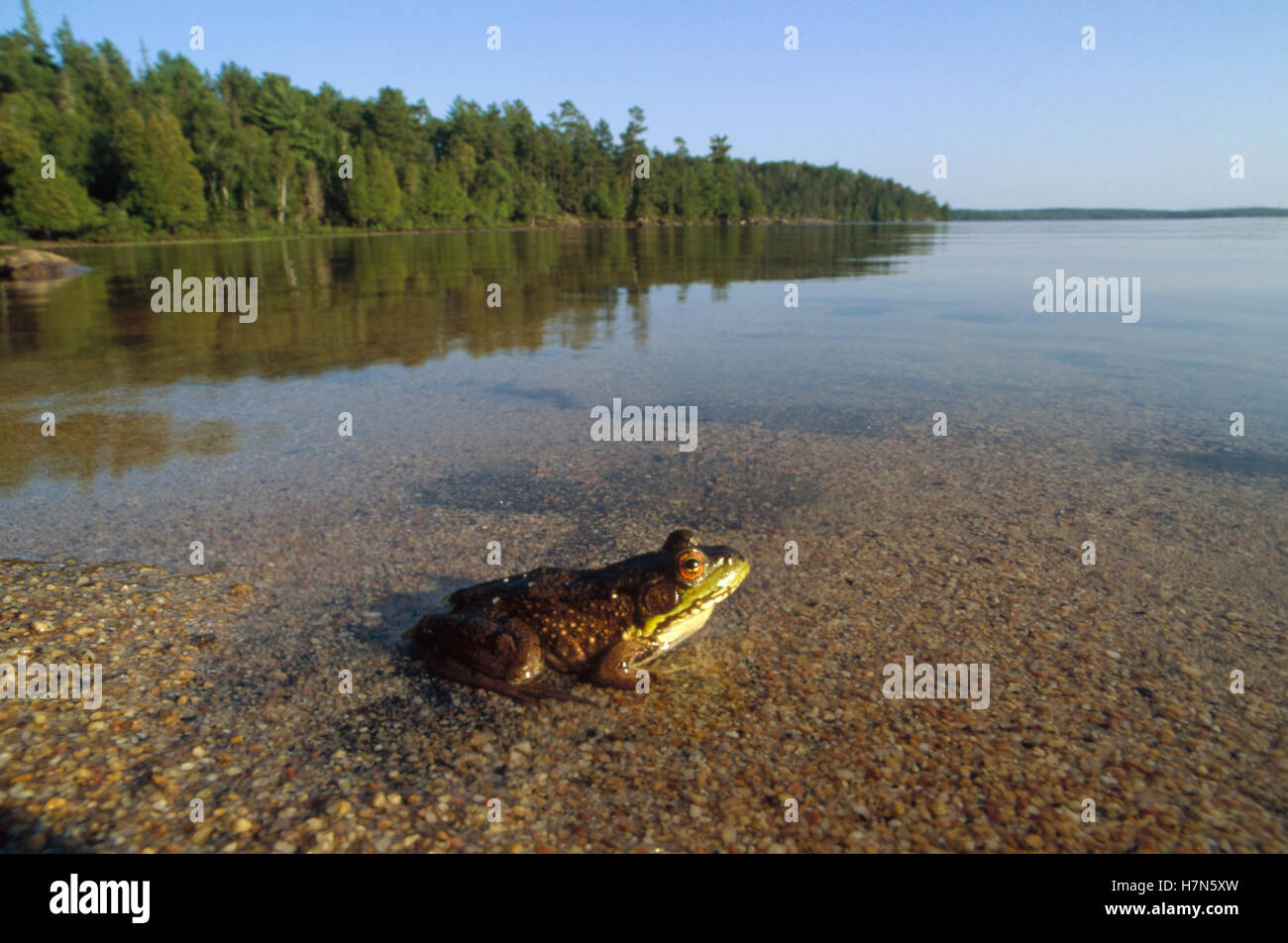 American Bullfrog (Rana catesbeiana) at edge of lake, Minnesota Stock ...