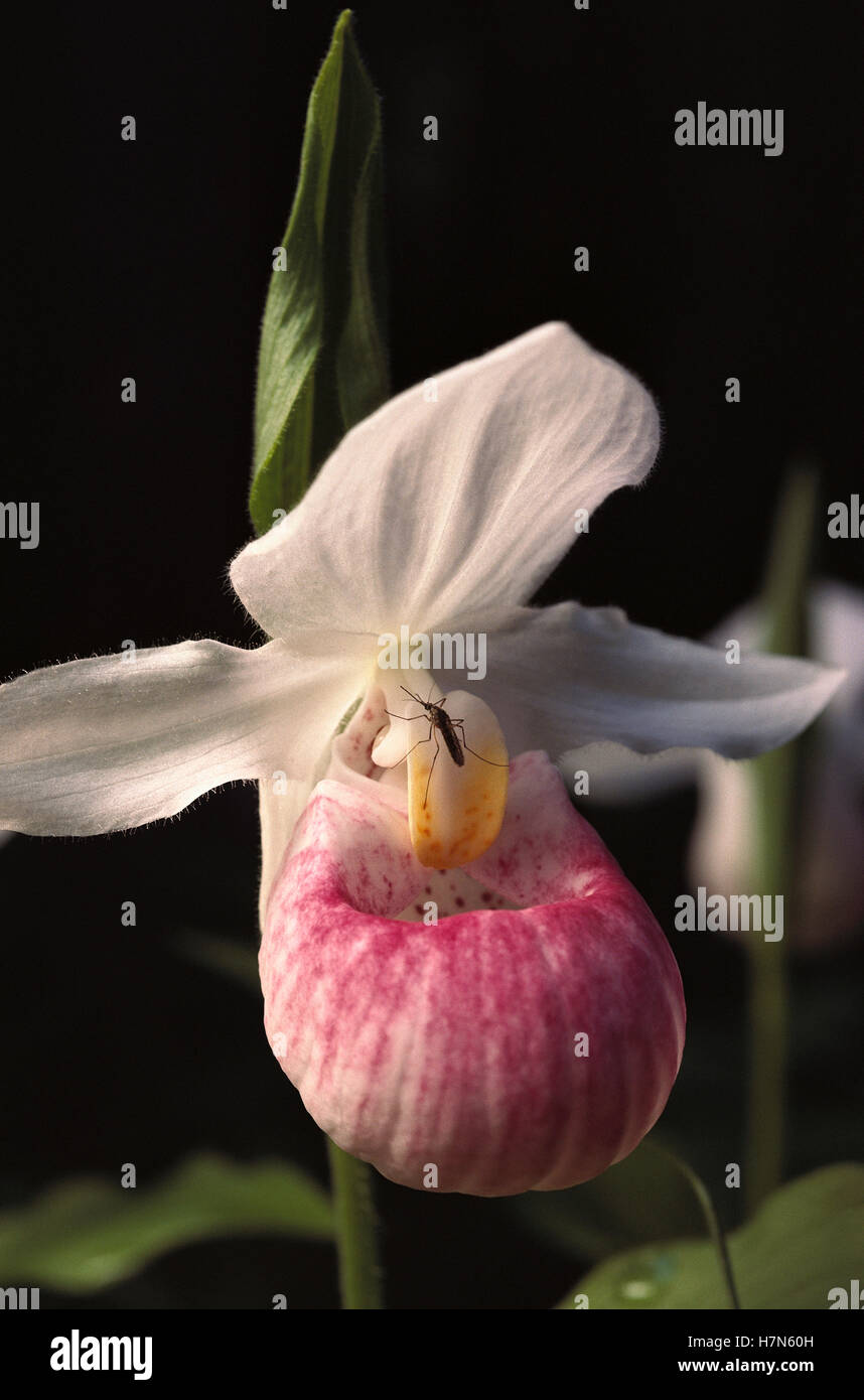Showy Lady's Slipper (Cypripedium reginae) orchid, Northwoods, Minnesota Stock Photo