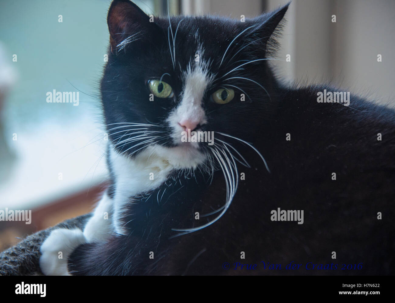 black and white cat looking at camera Stock Photo - Alamy