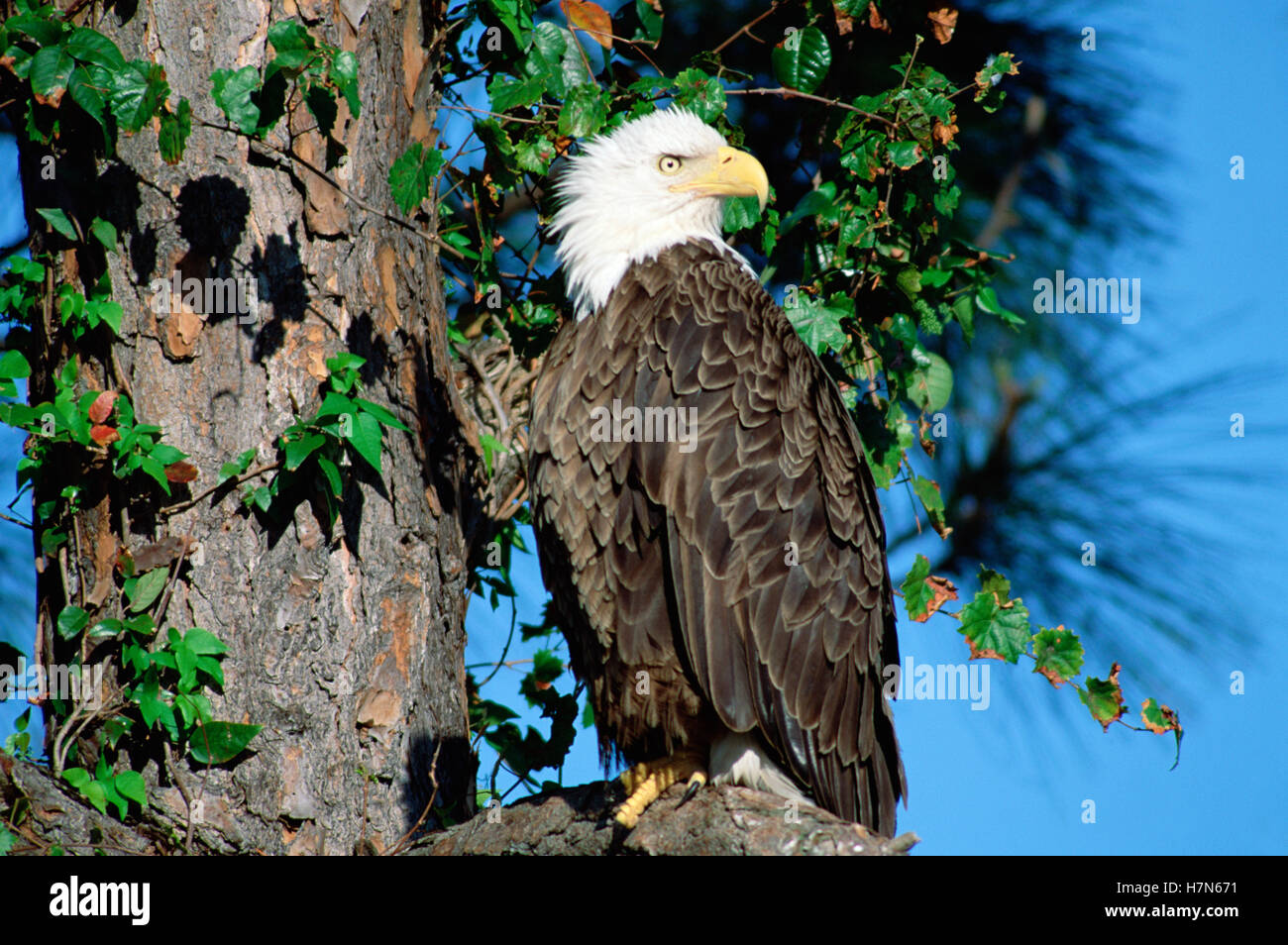 Bald Eagle (Haliaeetus leucocephalus) in tree, Mattamuskeet National ...