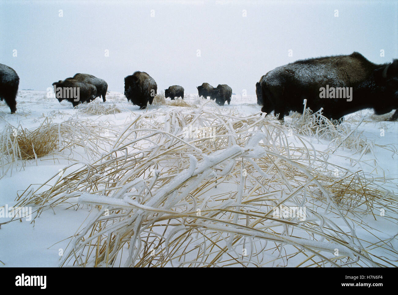 American Bison (Bison bison) herd in winter, Blue Mounds State Park
