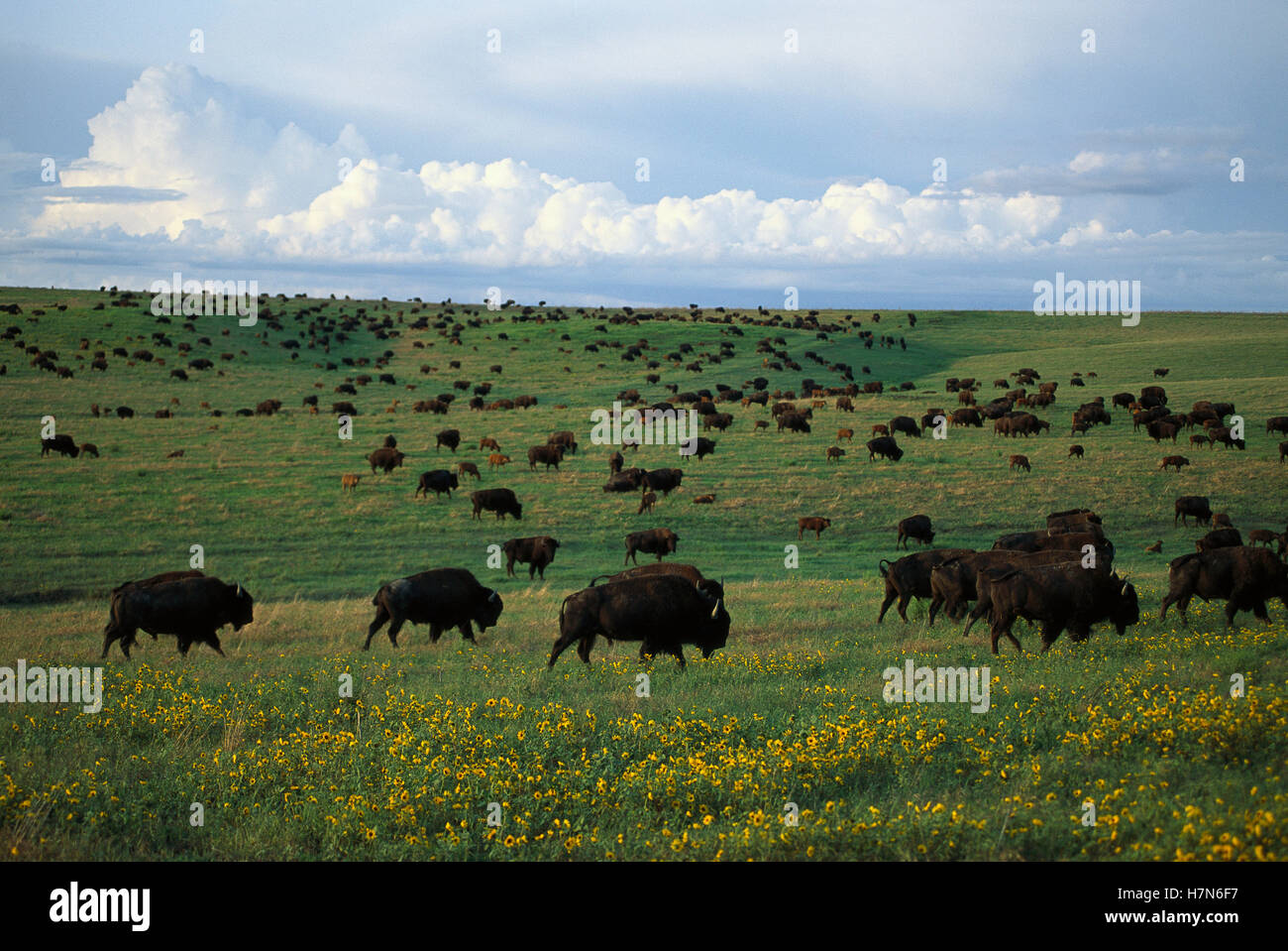 American Bison (Bison bison) herd of adults and calves on tallgrass ...