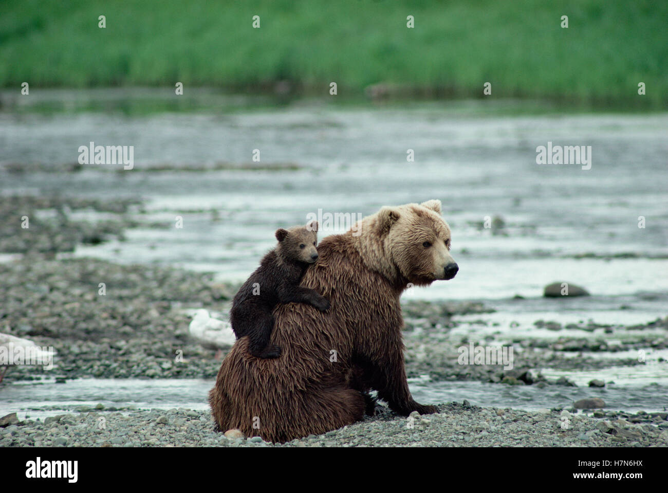 Grizzly Bear (Ursus arctos horribilis) mother with cub on her back ...