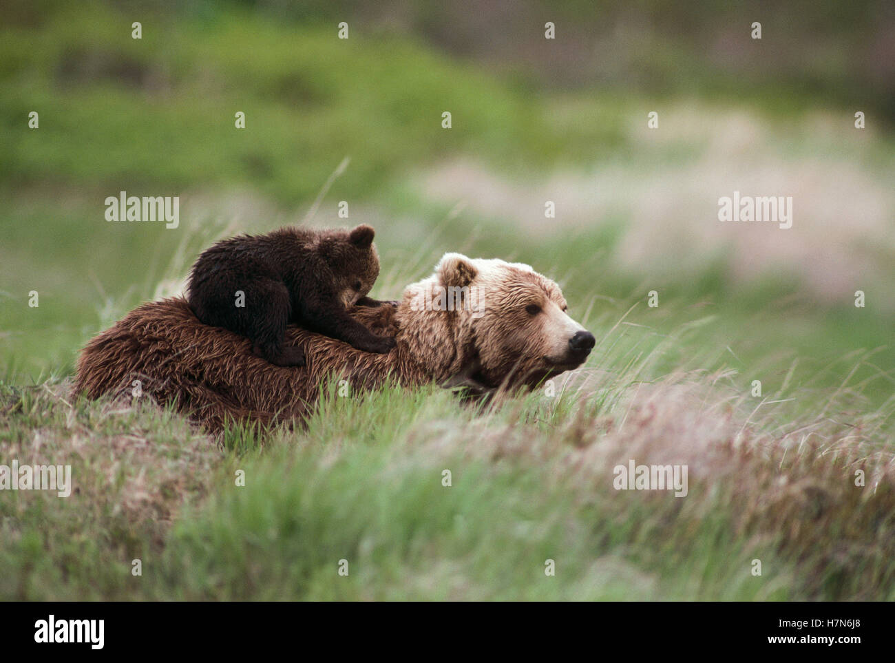 Grizzly Bear (Ursus arctos horribilis) mother and cub in green grass ...