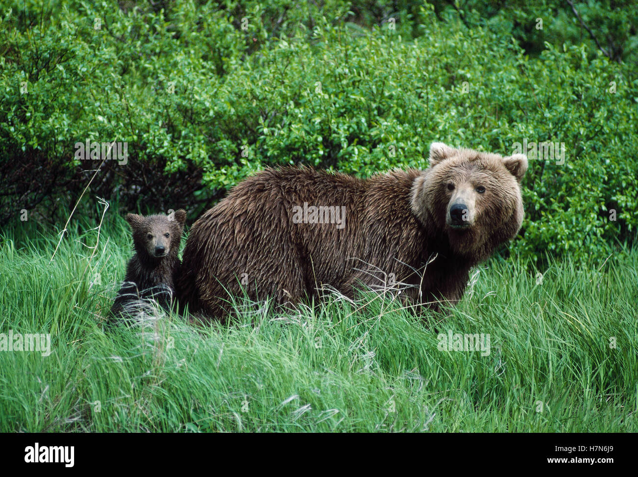 Grizzly Bear (Ursus arctos horribilis) mother and cub in green grass ...