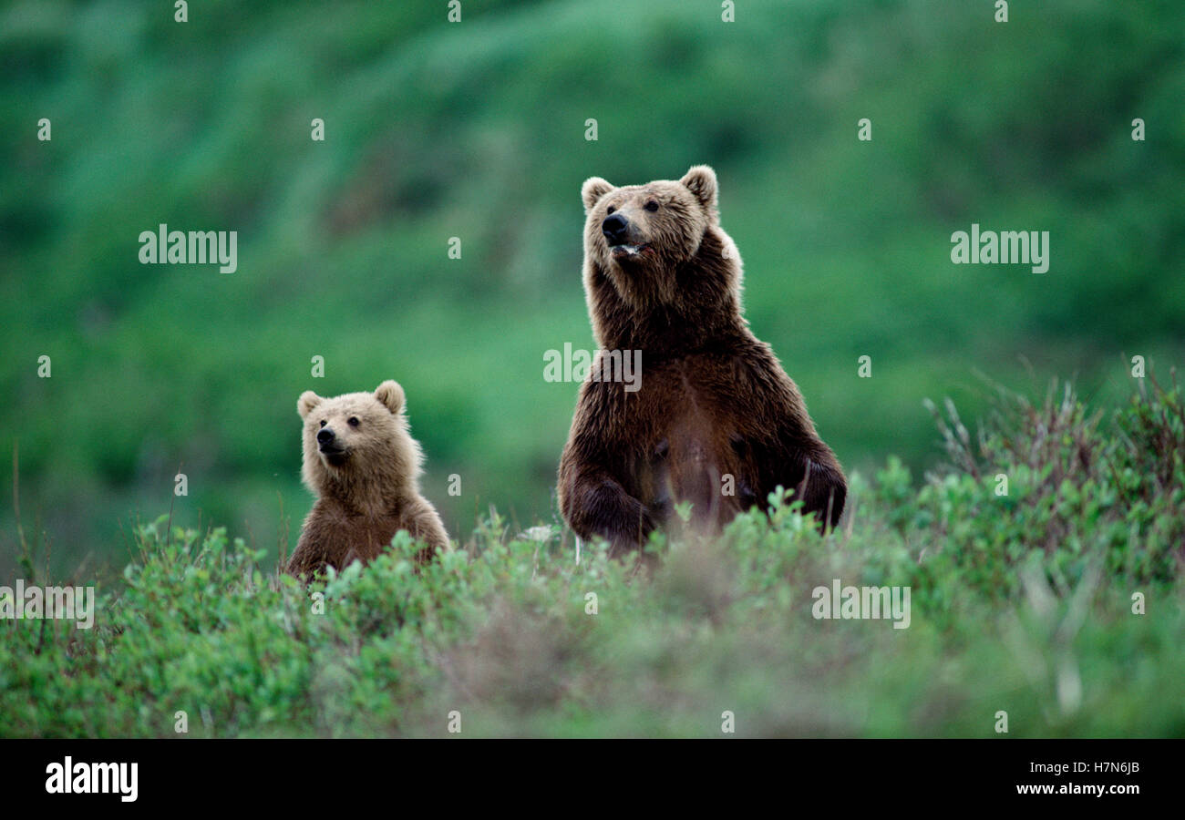 Grizzly Bear (Ursus arctos horribilis) mother and cub standing in green ...