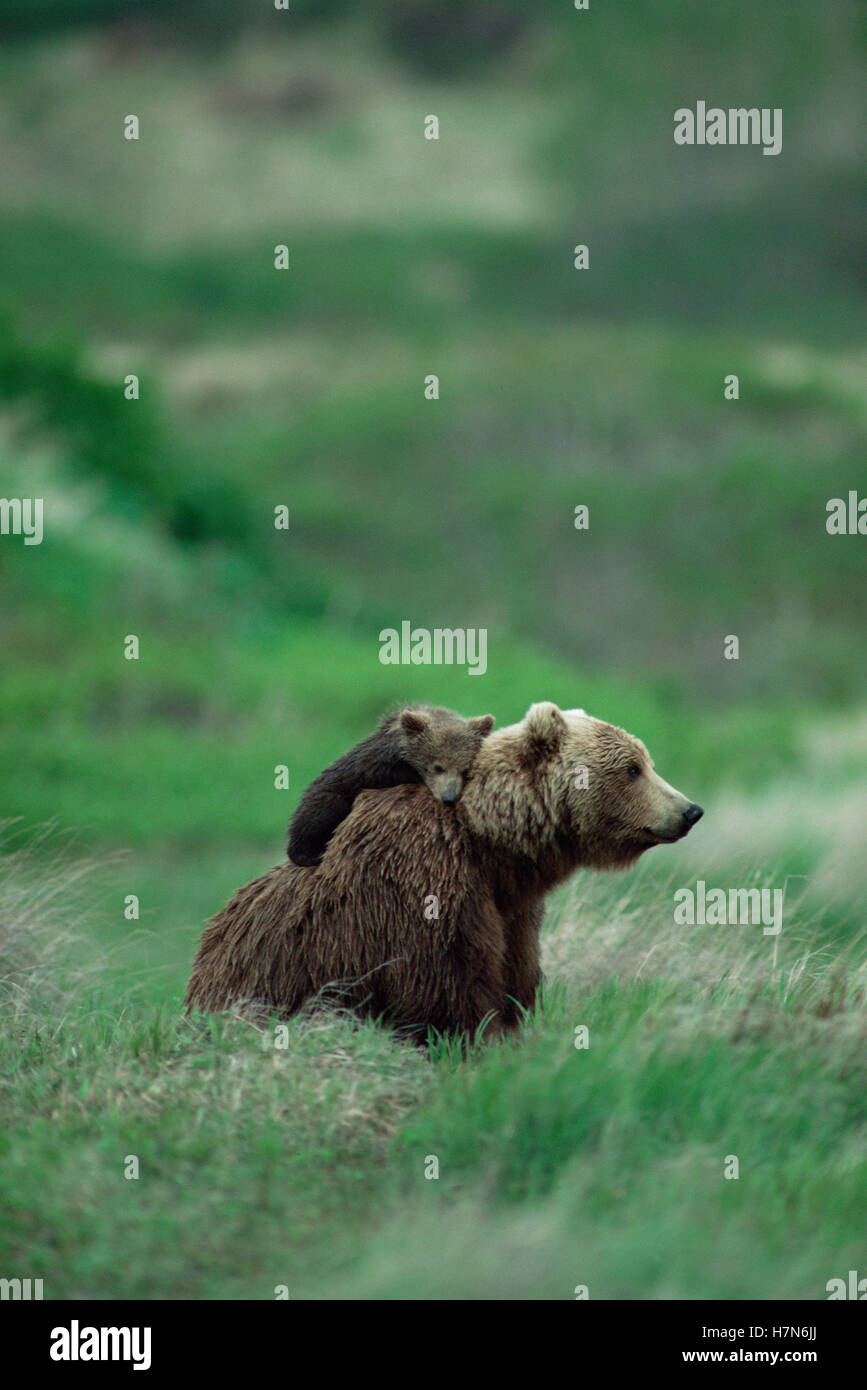 Grizzly Bear (Ursus arctos horribilis) cub rests on mother's back ...