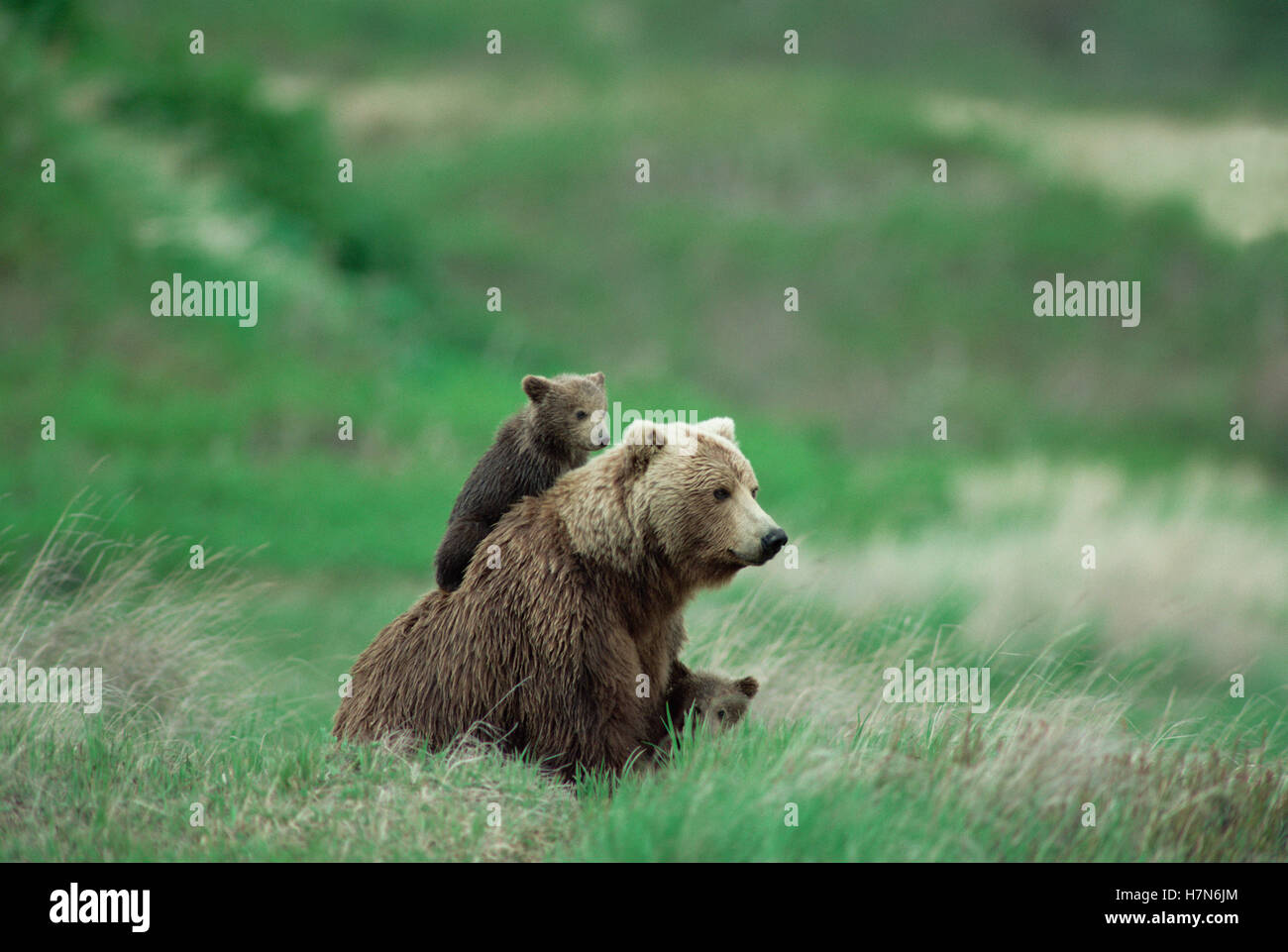 Grizzly Bear (Ursus arctos horribilis) female with two cubs sitting on ...