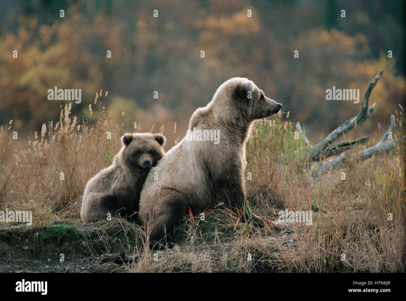 Grizzly Bear (Ursus arctos horribilis) mother and cub at dusk, Alaska ...