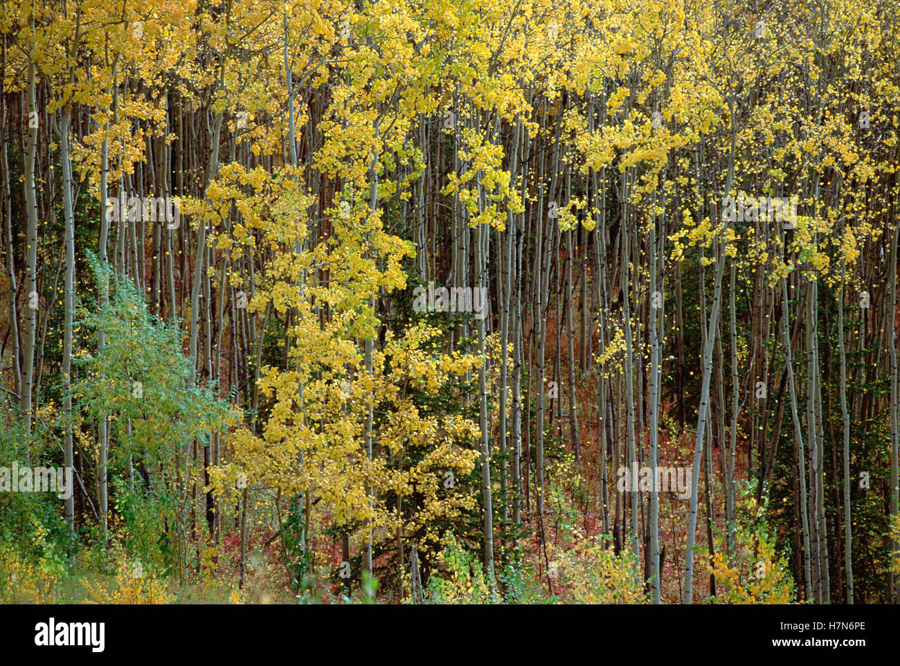 Quaking Aspen (Populus tremuloides) trees in fall colors, Alaska Stock