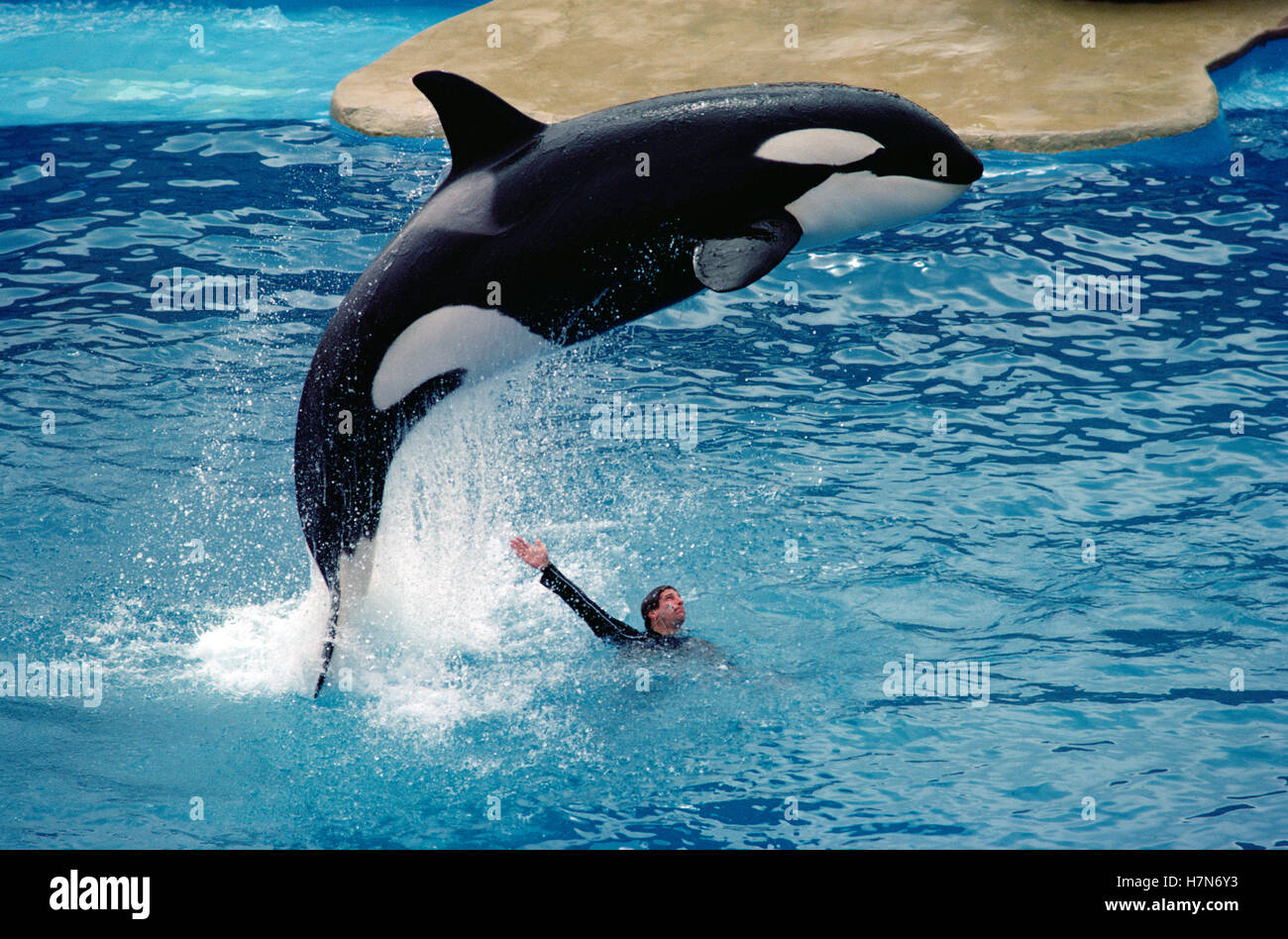 Orca (Orcinus orca) leaping over trainer, Sea World, San Diego ...