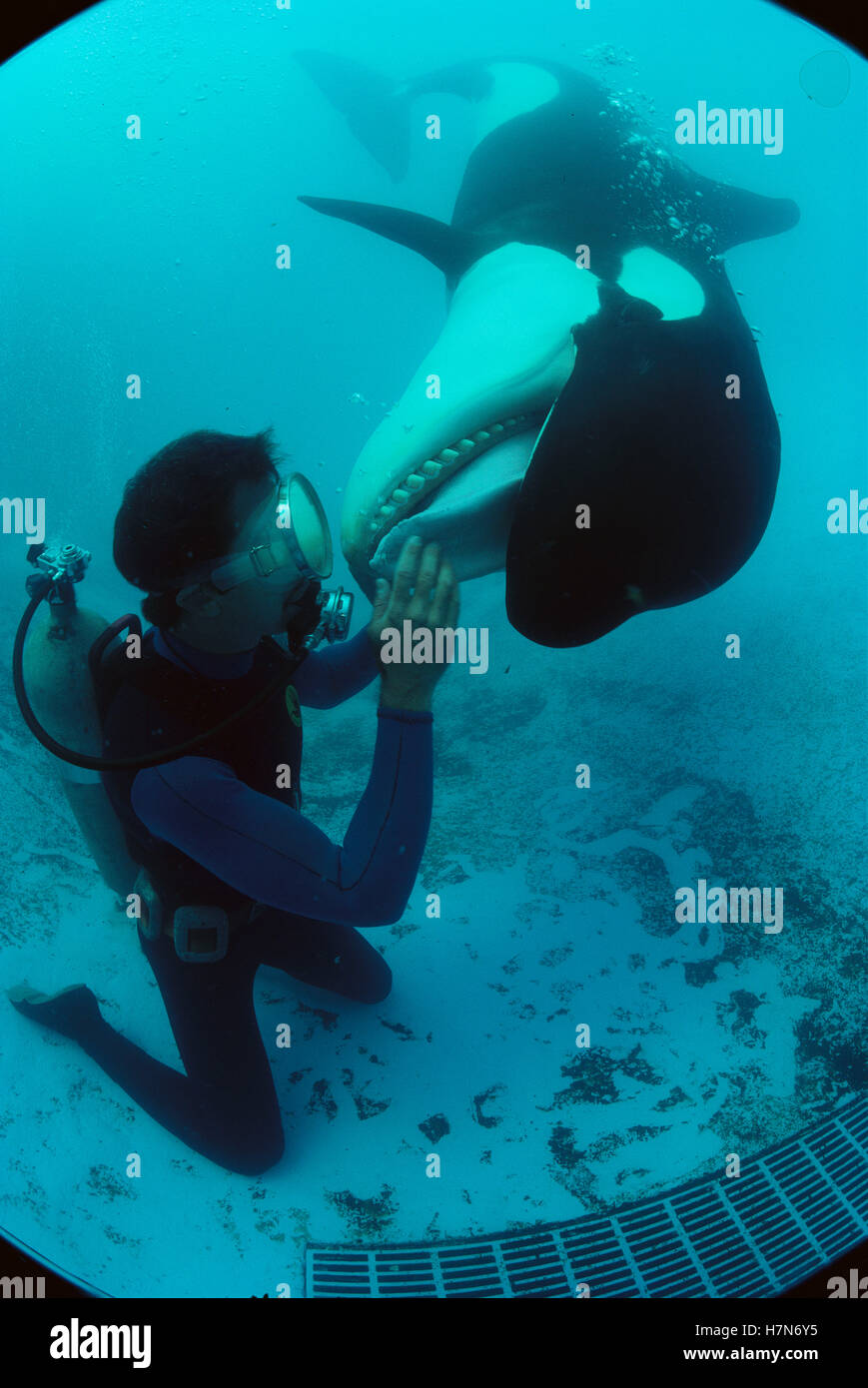 Orca (Orcinus orca) and diver, Sea World, San Diego, California Stock
