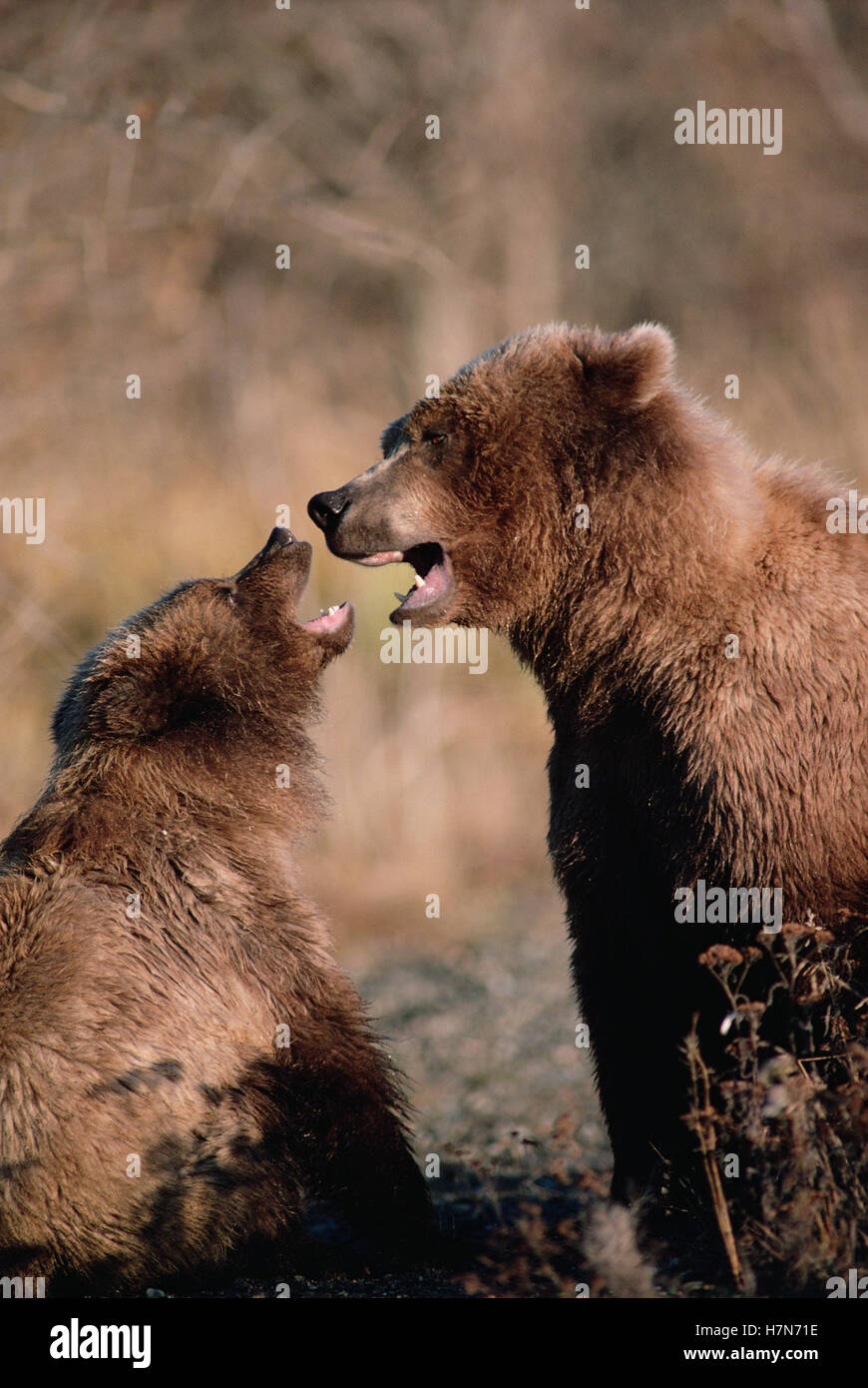 Grizzly Bear (Ursus arctos horribilis) mother and cub quarrel, Alaska ...