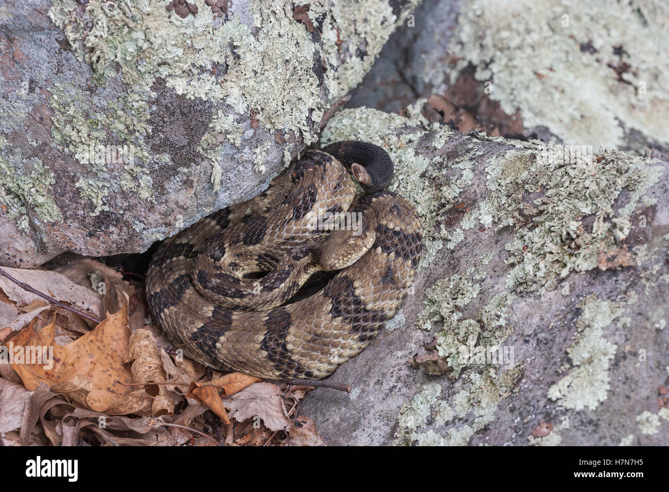 Timber Rattlesnake (Crotalus horridus) This species is threatened or ...