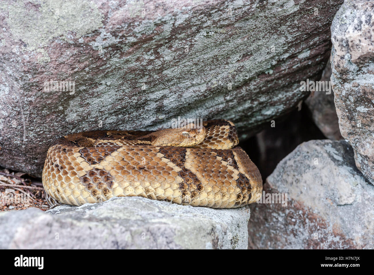 Timber Rattlesnake (Crotalus horridus) This species is threatened or