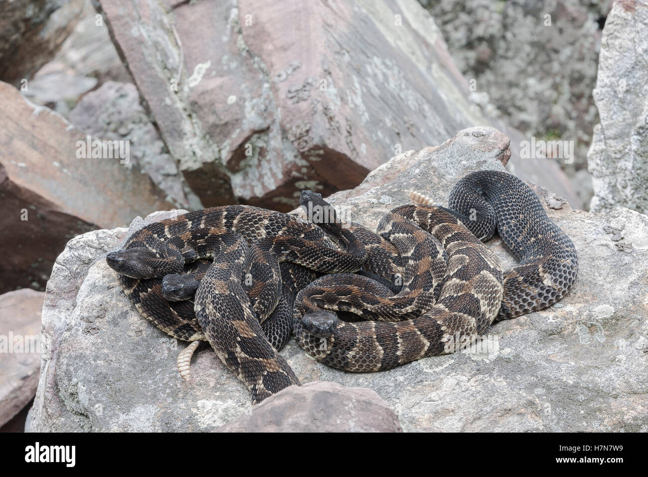 4 gravid dark phase Timber Rattlesnakes basking at rookery area in rock field near den. Stock Photo