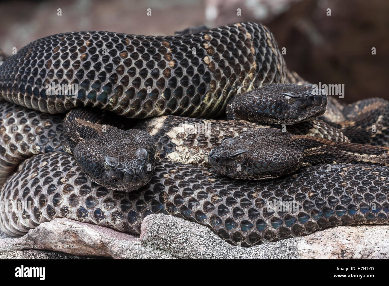 3 gravid dark phase Timber Rattlesnakes basking at rookery area in rock field near den. Stock Photo