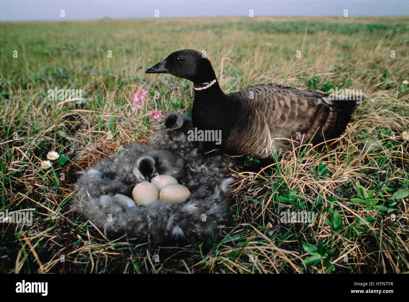 Black Brant (Branta nigricans) parent with chicks at nest, Alaska Stock ...