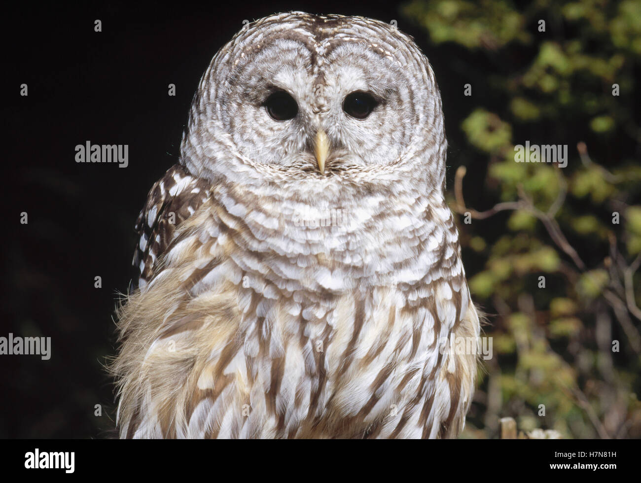 Strix Vari Barred Owl (Strix varia), Alaska Stock Photo - Alamy