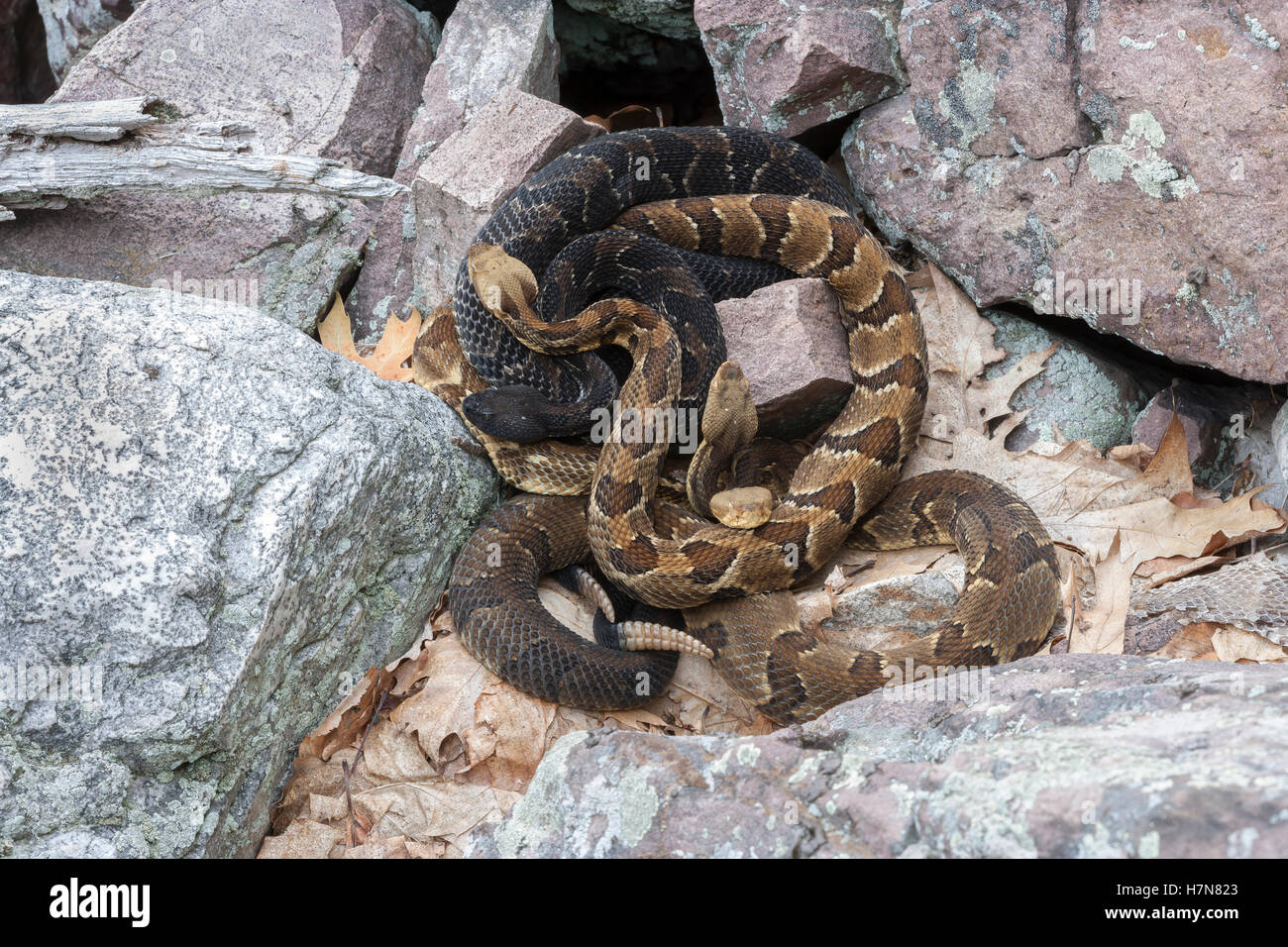 4 gravid Timber Rattlesnakes basking at rookery area in rock field near den. Stock Photo