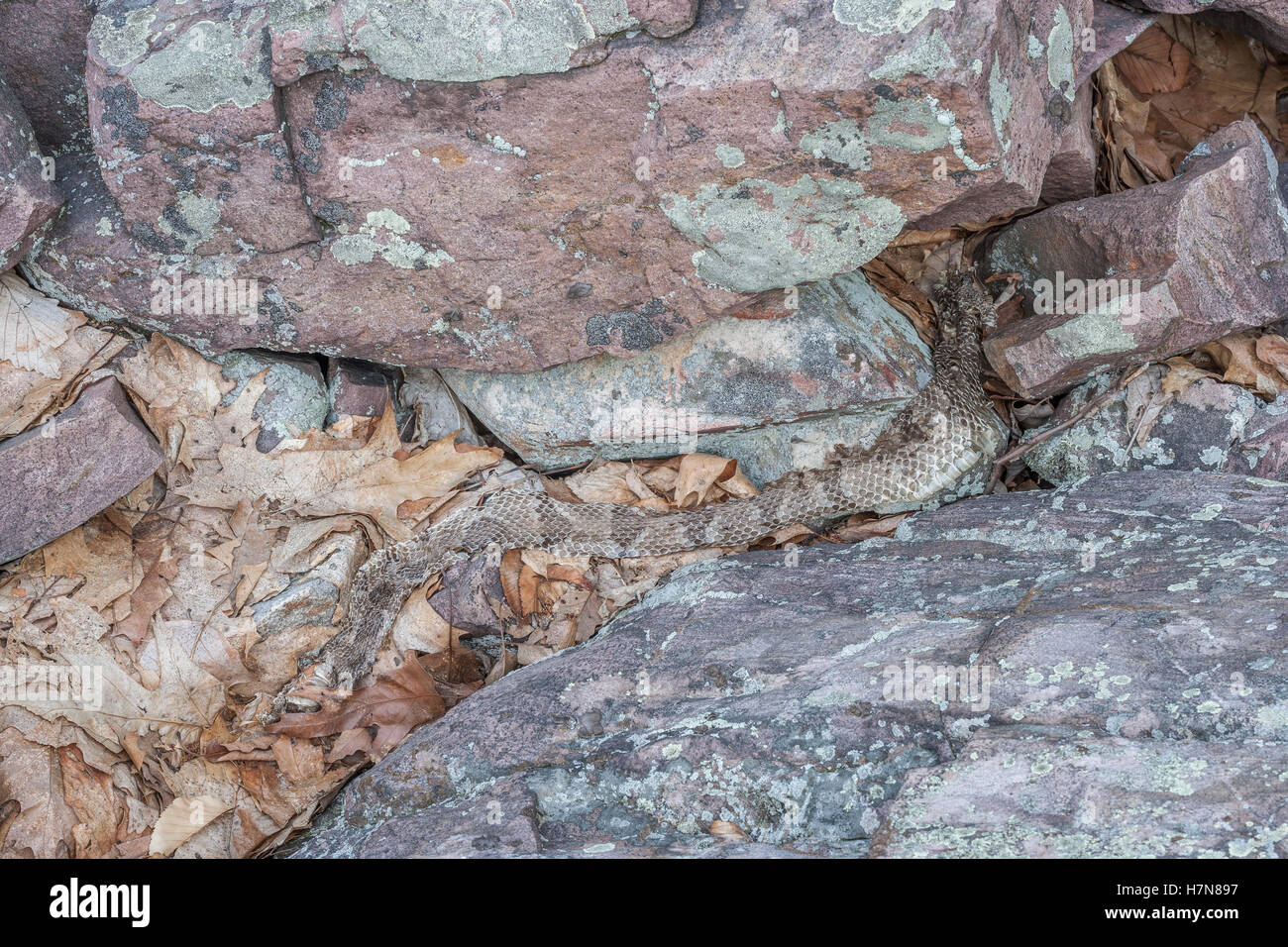 Timber Rattlesnakes shed with a few weeks of emerging from the den.  This shed was found in a rock field near a den. Stock Photo