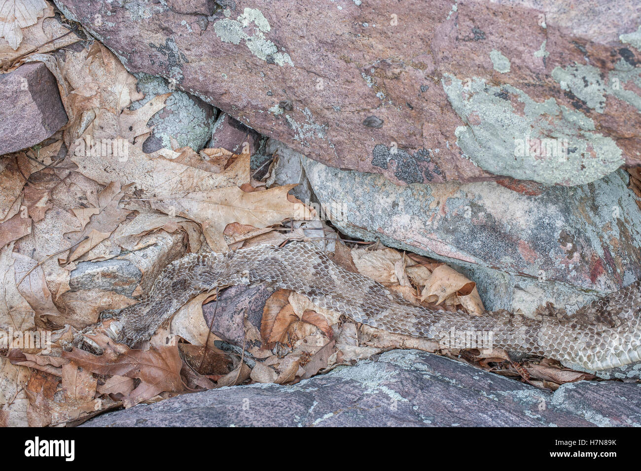 Timber Rattlesnakes shed with a few weeks of emerging from the den.  This shed was found in a rock field near a den. Stock Photo