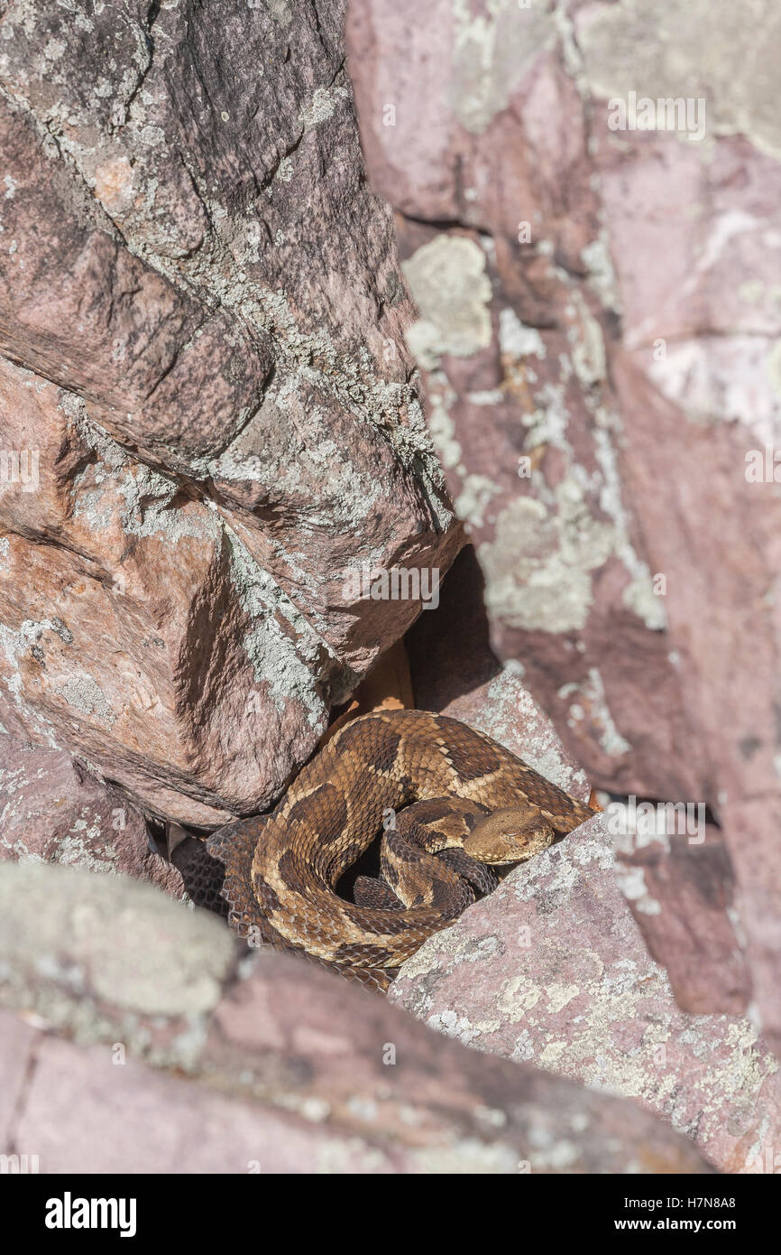 Timber Rattlesnake (Crotalus horridus)   This species is threatened or endangered in much of its range. Stock Photo