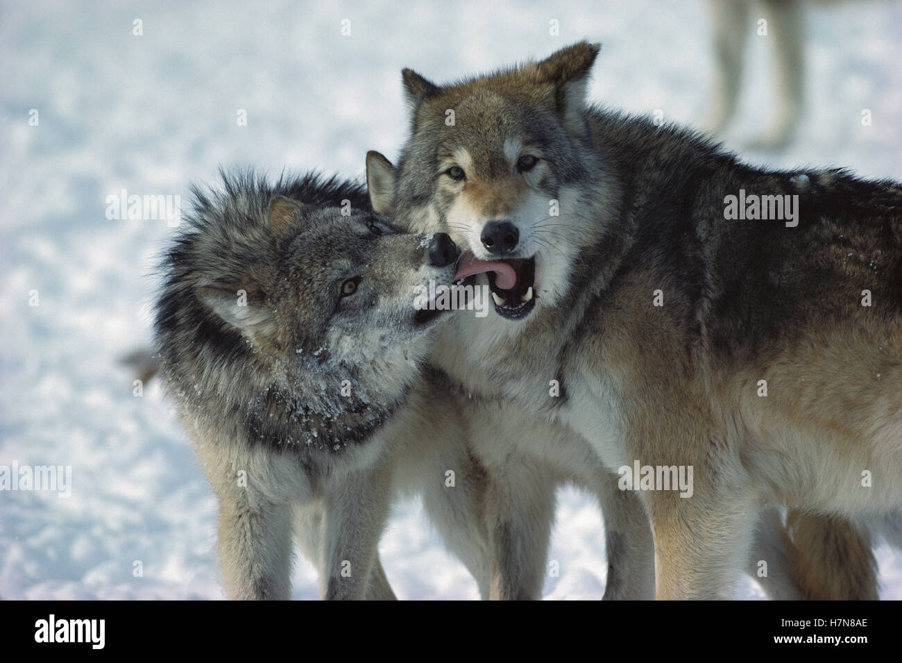 Timber Wolf (Canis lupus) submissive individual showing affection ...