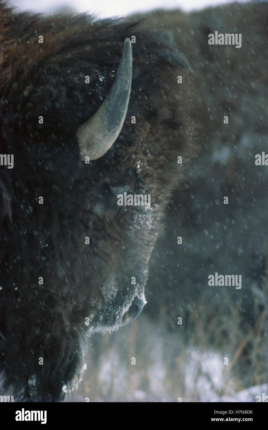 American Bison (Bison bison) in snowfall, Custer State Park, South