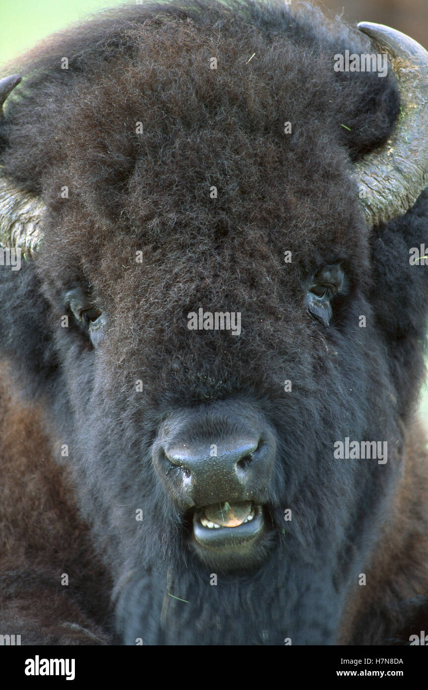 American Bison (Bison bison) male, South Dakota Stock Photo Alamy